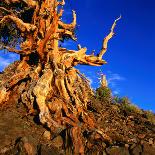 Gnarled Roots and Trunk of Bristlecone Pine, White Mountains National Park, USA-Wes Walker-Photographic Print