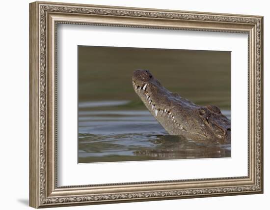 West African crocodile raising its head above water, The Gambia-Bernard Castelein-Framed Photographic Print