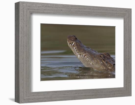 West African crocodile raising its head above water, The Gambia-Bernard Castelein-Framed Photographic Print