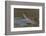 West African crocodile raising its head above water, The Gambia-Bernard Castelein-Framed Photographic Print