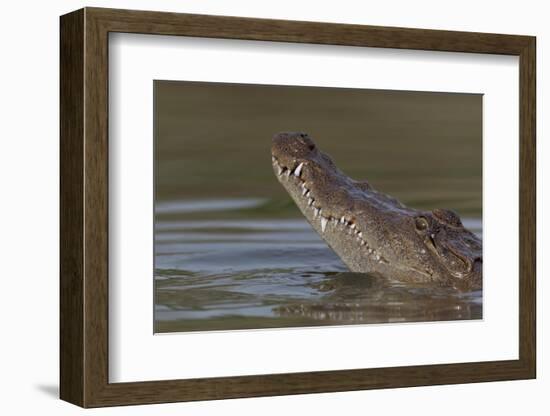 West African crocodile raising its head above water, The Gambia-Bernard Castelein-Framed Photographic Print