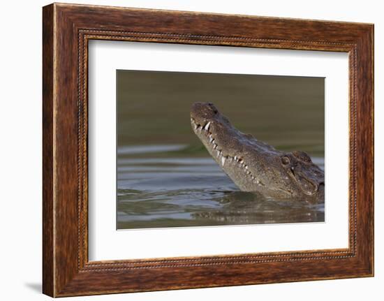 West African crocodile raising its head above water, The Gambia-Bernard Castelein-Framed Photographic Print