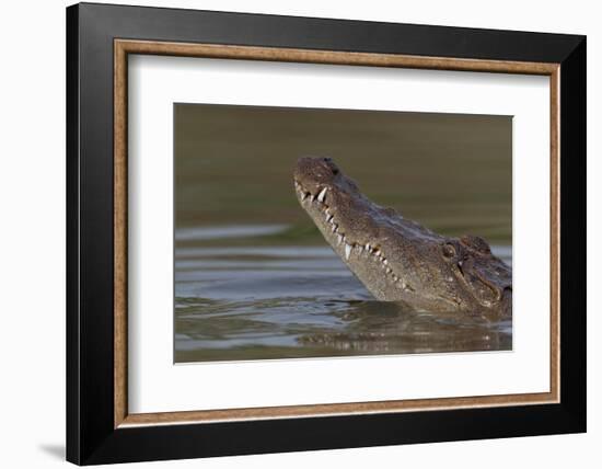 West African crocodile raising its head above water, The Gambia-Bernard Castelein-Framed Photographic Print