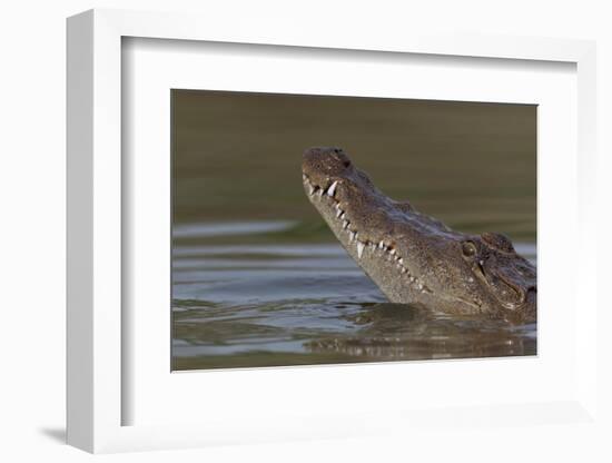 West African crocodile raising its head above water, The Gambia-Bernard Castelein-Framed Photographic Print