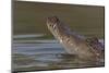 West African crocodile raising its head above water, The Gambia-Bernard Castelein-Mounted Photographic Print