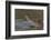 West African crocodile raising its head above water, The Gambia-Bernard Castelein-Framed Photographic Print