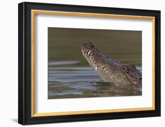 West African crocodile raising its head above water, The Gambia-Bernard Castelein-Framed Photographic Print