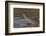 West African crocodile raising its head above water, The Gambia-Bernard Castelein-Framed Photographic Print