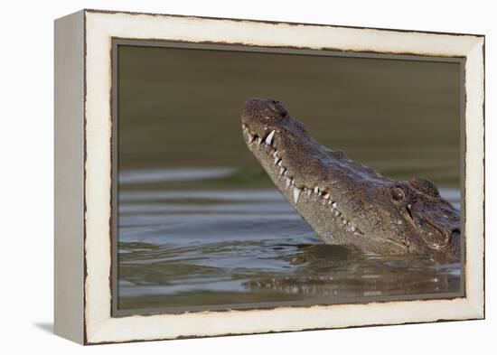 West African crocodile raising its head above water, The Gambia-Bernard Castelein-Framed Premier Image Canvas