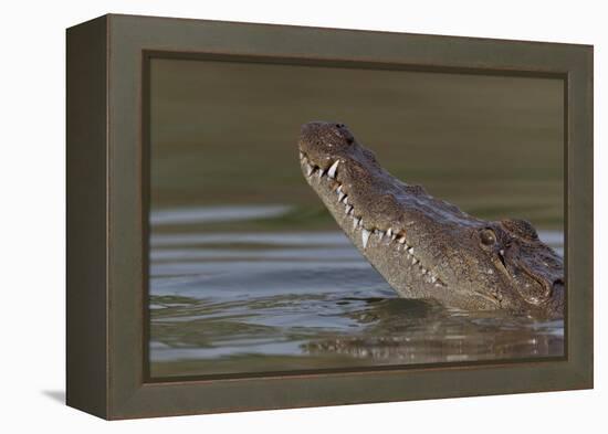 West African crocodile raising its head above water, The Gambia-Bernard Castelein-Framed Premier Image Canvas