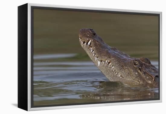 West African crocodile raising its head above water, The Gambia-Bernard Castelein-Framed Premier Image Canvas