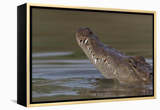 West African crocodile raising its head above water, The Gambia-Bernard Castelein-Framed Premier Image Canvas