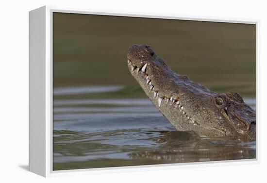 West African crocodile raising its head above water, The Gambia-Bernard Castelein-Framed Premier Image Canvas