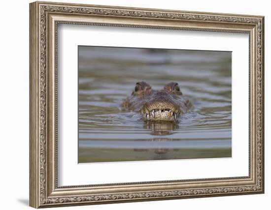 West African crocodile submerged in river, The Gambia-Bernard Castelein-Framed Photographic Print