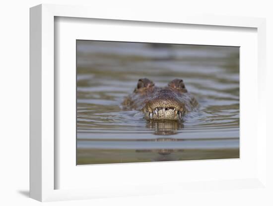 West African crocodile submerged in river, The Gambia-Bernard Castelein-Framed Photographic Print