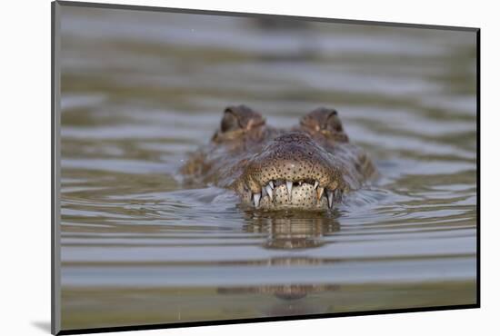 West African crocodile submerged in river, The Gambia-Bernard Castelein-Mounted Photographic Print