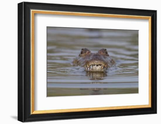West African crocodile submerged in river, The Gambia-Bernard Castelein-Framed Photographic Print
