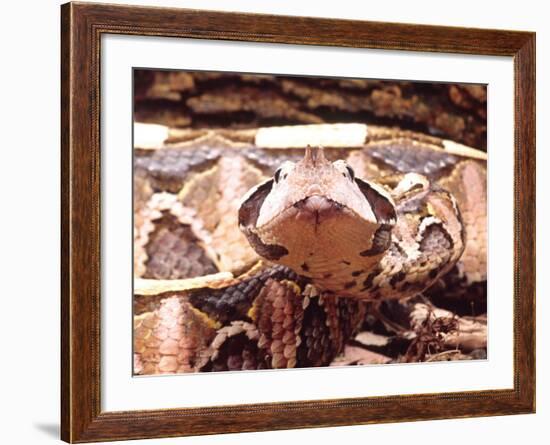 West African Gaboon Viper, Africa-David Northcott-Framed Photographic Print