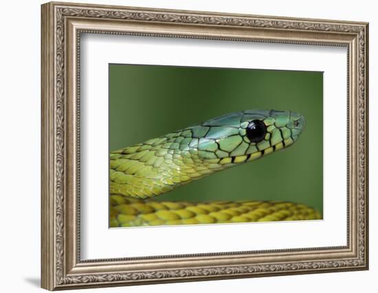 West African green mamba head portrait-Chris Mattison-Framed Photographic Print