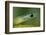 West African green mamba head portrait-Chris Mattison-Framed Photographic Print