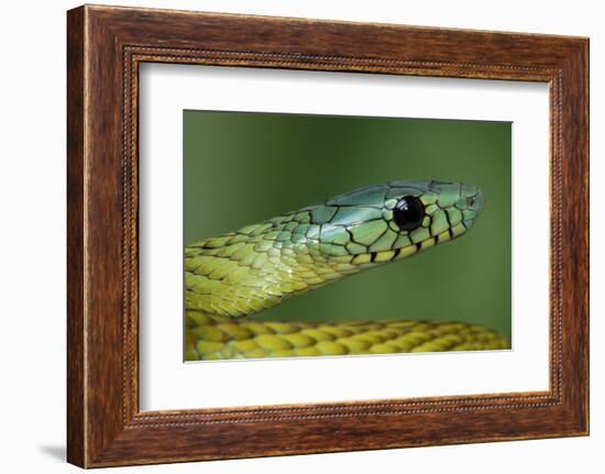 West African green mamba head portrait-Chris Mattison-Framed Photographic Print