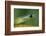 West African green mamba head portrait-Chris Mattison-Framed Photographic Print