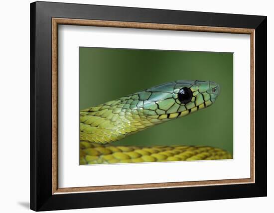 West African green mamba head portrait-Chris Mattison-Framed Photographic Print