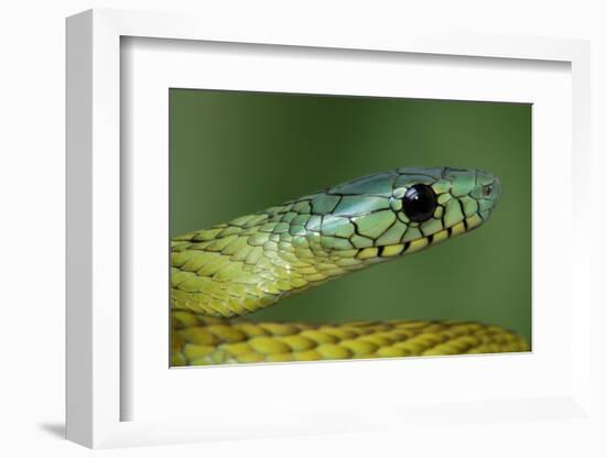 West African green mamba head portrait-Chris Mattison-Framed Photographic Print