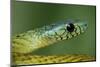 West African green mamba head portrait-Chris Mattison-Mounted Photographic Print