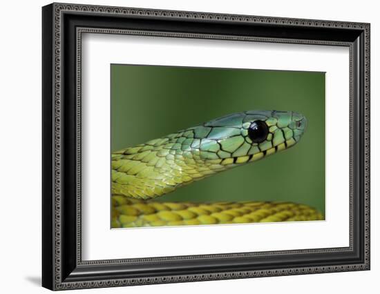 West African green mamba head portrait-Chris Mattison-Framed Photographic Print