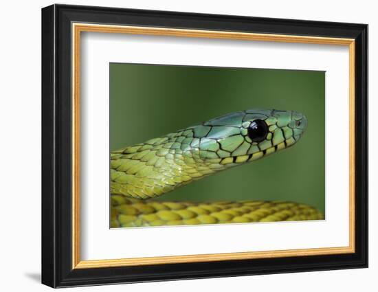 West African green mamba head portrait-Chris Mattison-Framed Photographic Print