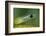 West African green mamba head portrait-Chris Mattison-Framed Photographic Print