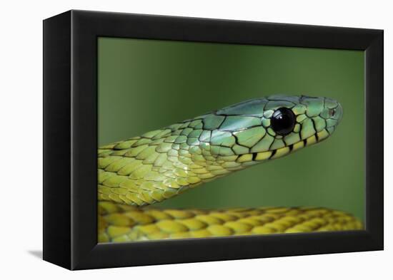 West African green mamba head portrait-Chris Mattison-Framed Premier Image Canvas