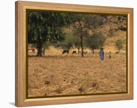 West African Herder and Cows, Mali, West Africa-Ellen Clark-Framed Premier Image Canvas