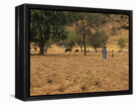 West African Herder and Cows, Mali, West Africa-Ellen Clark-Framed Premier Image Canvas