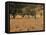 West African Herder and Cows, Mali, West Africa-Ellen Clark-Framed Premier Image Canvas