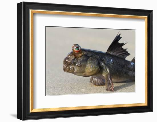 West African mudskipper, Guinea Bissau, Africa-Pedro Narra-Framed Photographic Print