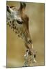 West African - Niger Giraffe (Giraffa Camelopardalis Peralta) Mother And Baby-Denis-Huot-Mounted Premium Photographic Print