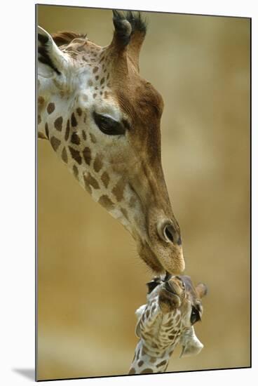 West African - Niger Giraffe (Giraffa Camelopardalis Peralta) Mother And Baby-Denis-Huot-Mounted Premium Photographic Print