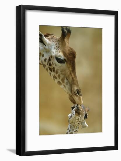 West African - Niger Giraffe (Giraffa Camelopardalis Peralta) Mother And Baby-Denis-Huot-Framed Photographic Print