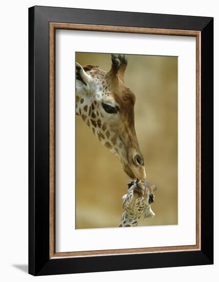 West African - Niger Giraffe (Giraffa Camelopardalis Peralta) Mother And Baby-Denis-Huot-Framed Photographic Print