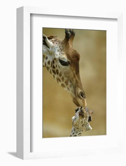 West African - Niger Giraffe (Giraffa Camelopardalis Peralta) Mother And Baby-Denis-Huot-Framed Photographic Print