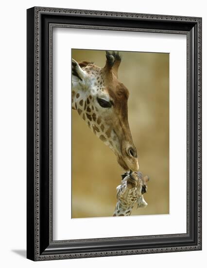 West African - Niger Giraffe (Giraffa Camelopardalis Peralta) Mother And Baby-Denis-Huot-Framed Photographic Print