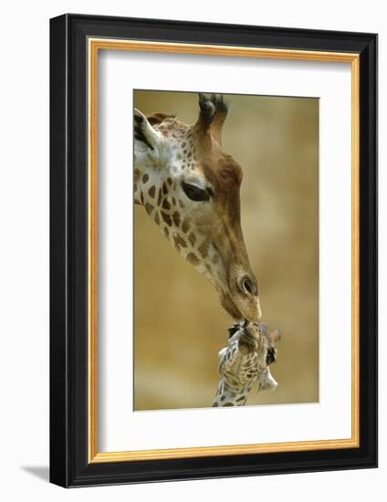 West African - Niger Giraffe (Giraffa Camelopardalis Peralta) Mother And Baby-Denis-Huot-Framed Photographic Print