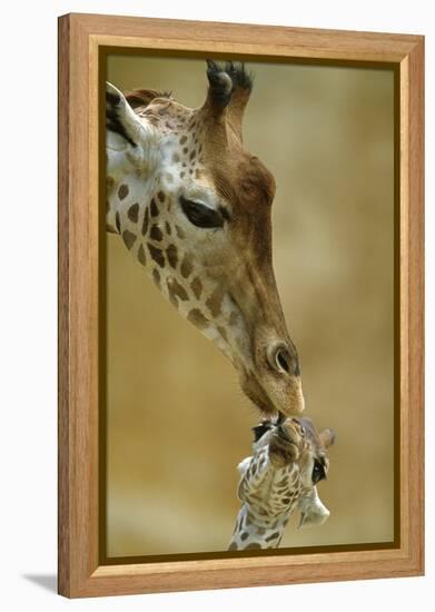 West African - Niger Giraffe (Giraffa Camelopardalis Peralta) Mother And Baby-Denis-Huot-Framed Premier Image Canvas