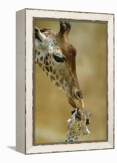 West African - Niger Giraffe (Giraffa Camelopardalis Peralta) Mother And Baby-Denis-Huot-Framed Premier Image Canvas