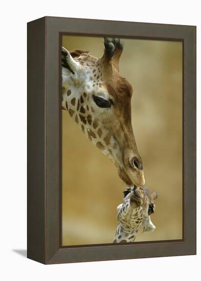 West African - Niger Giraffe (Giraffa Camelopardalis Peralta) Mother And Baby-Denis-Huot-Framed Premier Image Canvas