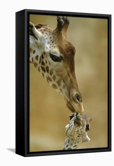 West African - Niger Giraffe (Giraffa Camelopardalis Peralta) Mother And Baby-Denis-Huot-Framed Premier Image Canvas