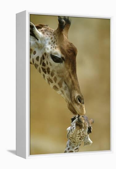 West African - Niger Giraffe (Giraffa Camelopardalis Peralta) Mother And Baby-Denis-Huot-Framed Premier Image Canvas