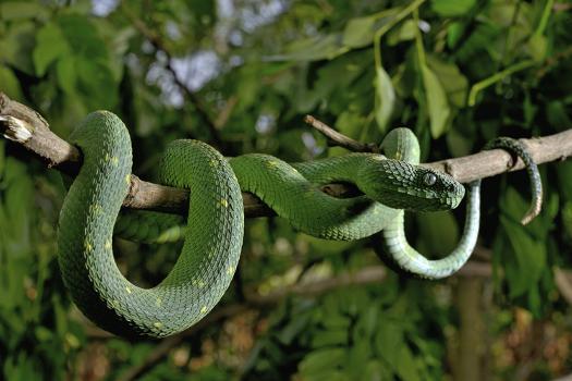 Stock photo of West African tree viper (Atheris chlorechis) portrait, Togo.  Controlled. Available for sale on